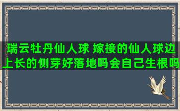 瑞云牡丹仙人球 嫁接的仙人球边上长的侧芽好落地吗会自己生根吗